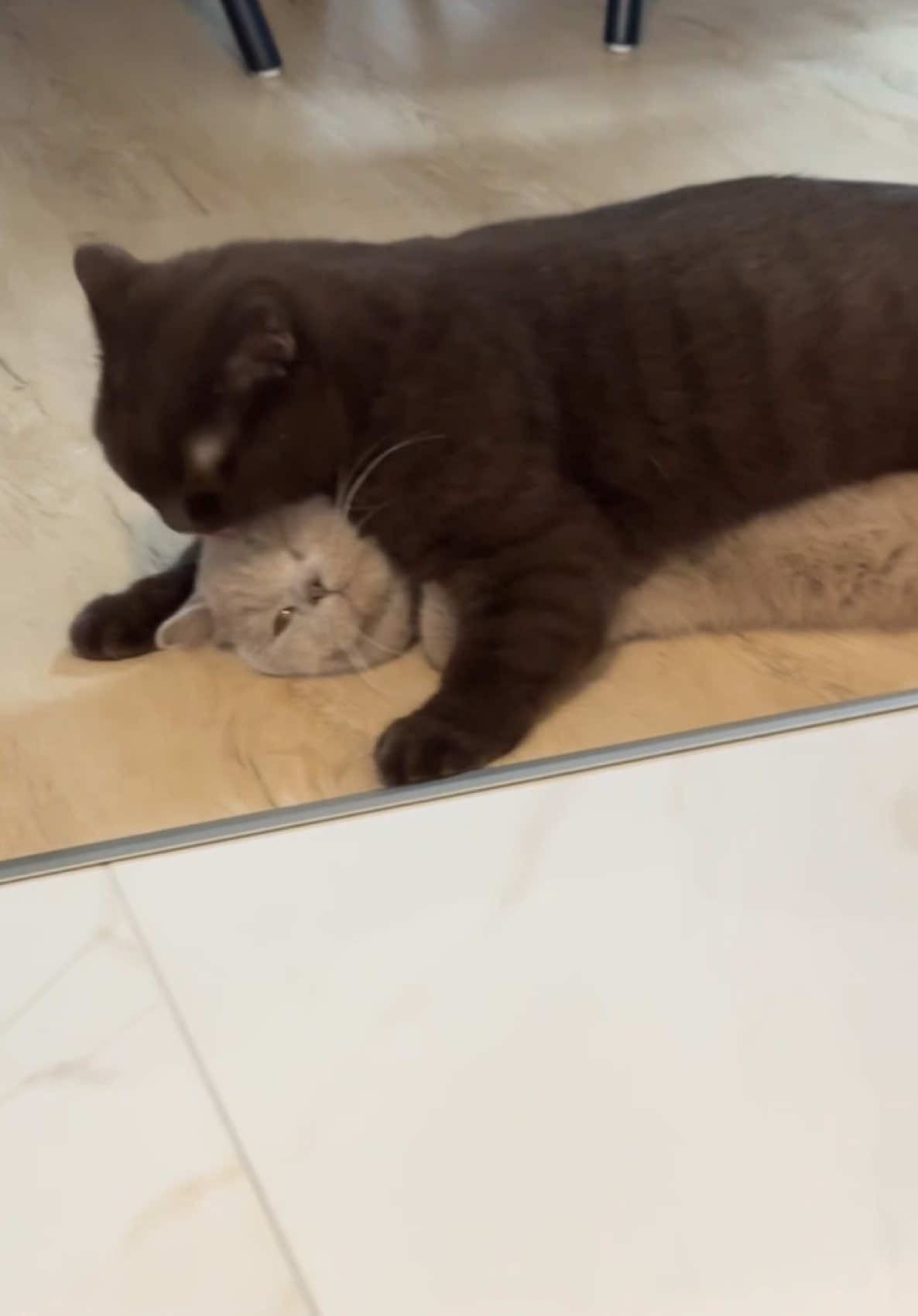 🥲🥲🥲🤎🩶 #brothers #cat #cats #british #viral #sky #monti #fy #goviral #bsh #foryou #foryoupagе 