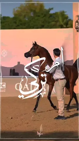 شيلة باسم ام تركي 2025 شيلة مدح ام تركي  #استديو_تاج_الترانيم #لطلب_الشيلات_0532752552 #السعودية #الكويت #قطر #تصميم_فيديوهات🎶🎤🎬🔥 #تصميم_اسماء_حسب_الطلب#شيلات_ام_تركي 