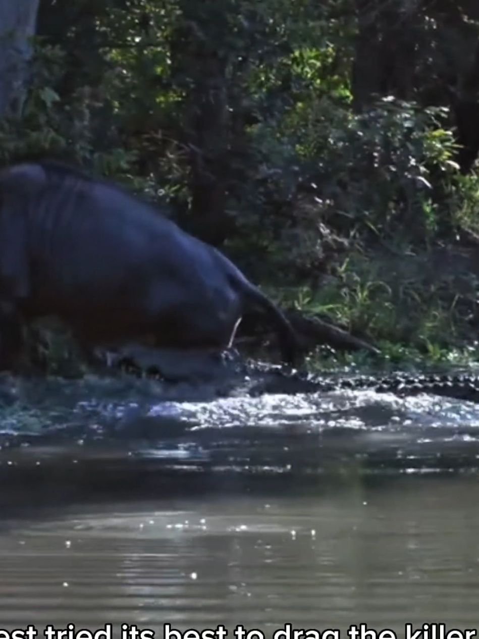 Wildebeest Breaks Free — Escapes Crocodile Grip at a Cost #Wildebeest #SurvivalInstinct #WildlifeEncounter #NatureDrama #AnimalWorld