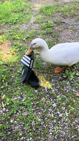 Riley hates (loves?) these sandals. I gave them as a peace offering so I could walk inside without my feet being attacked #fyp #ducksoftiktok🦆❤️ #petducksoftiktok #kentucky #pekinduck #ducksounds 