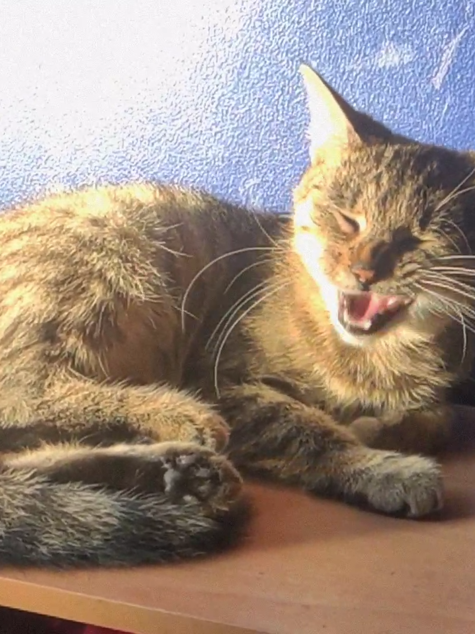 #lottiematthews #yellowjackets #cat #fyp 