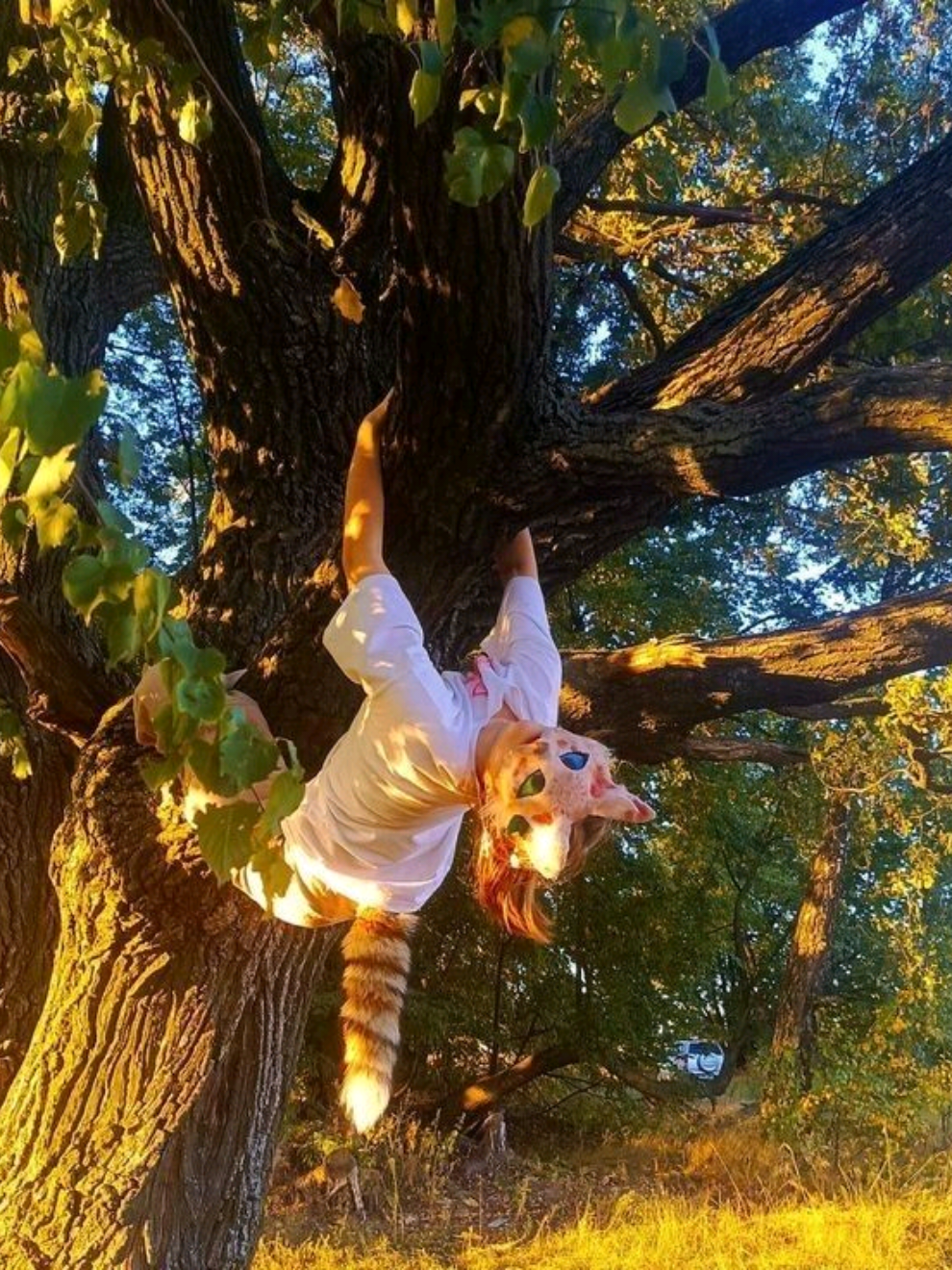 first video >_< THERIANS <33 #therian #gacha #gachatherian #catherian #orangecat #gingercatherian #solarthecattherian #fyp #fypシ゚ #views #popular #lolz creds: @Layla😼🫶🦴 
