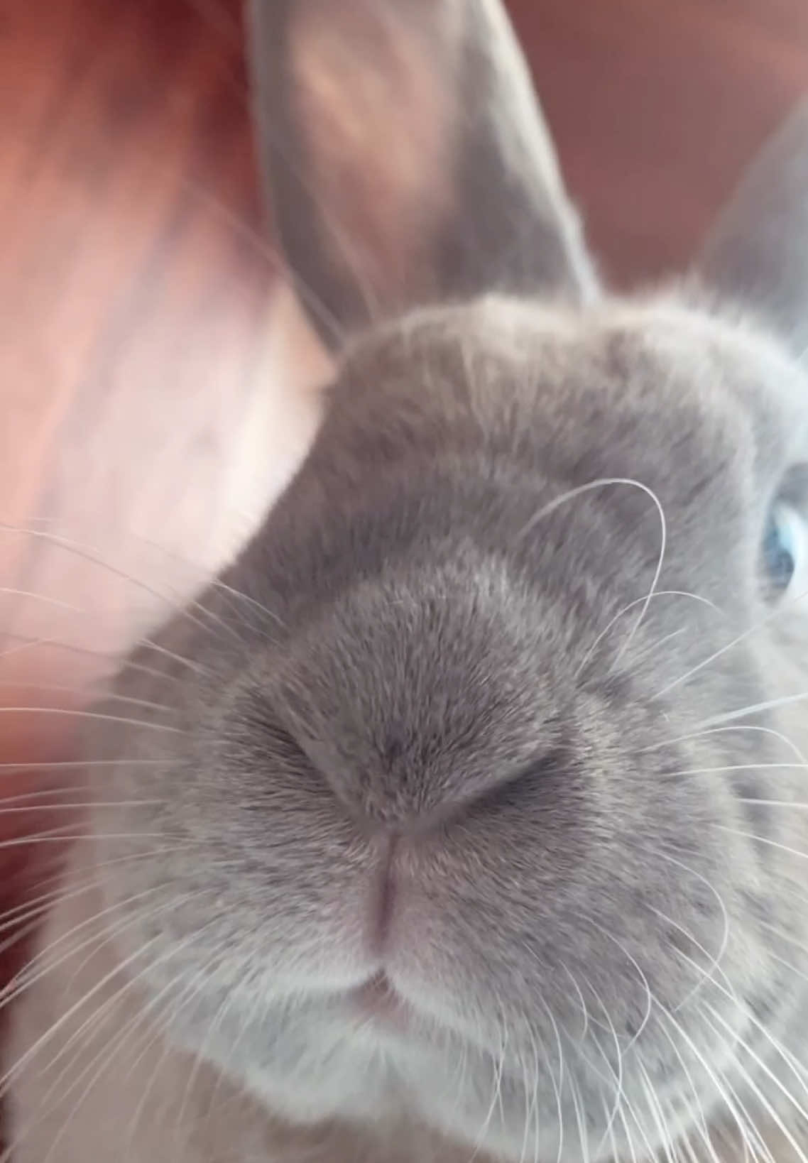 Happy weekend everyone 🐰💖 #cute #bunny #bunnylove #bunnytok #freeroambunny #foryoupage 