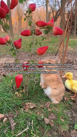 #cute #funny #bunny #jollytok #jolly #slimetok #fyp #schizoposting 