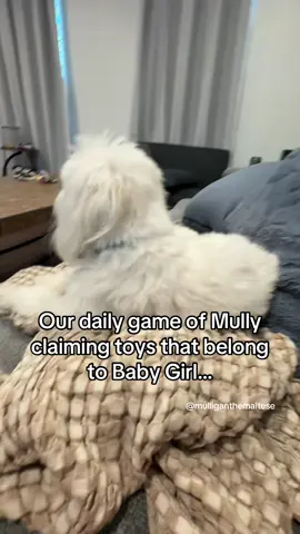 If he claims the toy is now belongs to him… until she claims it again… #dogs #cutedogs #dogmomlife #funnydog #maltese 