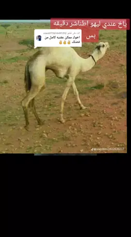 الرد على @user6172614491212 #🐫🐫🐪🐪🐪🐫🐫🐫🐪🐪  #ياخ عندي ليهو اطناشر دقيقه بس ❤