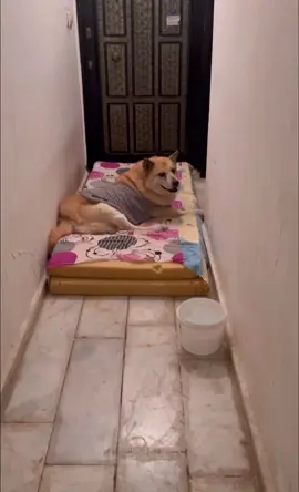 アキちゃんの犬生は色々あります。アキちゃんはここに親切で置いてもらってた野良ちゃん。ママがアキちゃんを置いていった訳は次回まで待ってね。#半ノラ #アキちゃん #置き去り#トルコ #Turkey #クック#クック村 #優しい世界 #続け 