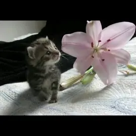 Cute! #cats #fyp 