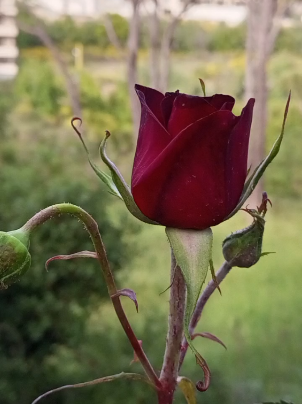 نوره ربيع العمر واحلى زهوره 🌸 #منشن #نوره 🌸✨ #جديد #الوليد_ال_عامر #شيلات_روعه_خواطر_ذوق #شيلات #ترند #اكسبلور #اكسبلور #تصميم_فيديوهات🎶🎤🎬 #شعر #قصايد_شعر #viral #trend #تصويري #lavendr81 #CapCut 