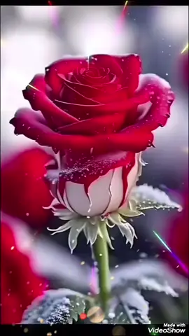 #محتاجلك❤️🌹 