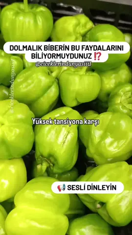 Yüksek Tansiyona Karşı En İyi Ürün Eğer Yüksek Tansiyonunuz Varsa ‼️ 🫑 Dolmalık Biber Tüketiniz Bu Damarları ve Kalp İçin Gerçek Bir Vitamin Bombasıdır İçeriğinde Damar Duvarlarını Güçlendiren ve Onların Esnek Kalmasına Yardımcı Olan Bol Miktarda C Vitamini Bulunur  🫑 Ayrıca Kalp Ritmini Düzenleyen ve Damar Spazmlarını Azaltarak Tansiyon Dalgalanmalarını Önleyen Potasyum ve Magnezyum İçerir Bunun Yanı Sıra Dolmalık Biber Kılcal Damarların Kırılganlığını Önleyen Rutin Maddesinide Barındırır  🫑 Dolmalık Biber Nasıl Doğru Şekilde Tüketilmelidir En İyisi Çiğ Olarak Salatalarda Yada Atıştırmalık Olarak Tüketmektir Omlete Sebze Yemeklerine Veya Fırın Yemeklerine Ekleye Bilirsiniz  🫑 Tavsiye Edilen Miktar Günde Bir Veya İki Adet Olup Özellikle Günün İlk Yarısında Tüketilmelidir Vitaminlerin Daha Íyí Emilmesi İçin Zeytinyağı ve Yeşillik İle Birlikte Tüketilmesi Önerilir  Sizler Dolmalık Biberi Severmisiniz? #ciceklerindunyasiii1  🌱 ÇOKÇA BİTKİ ve BOLCA BİLGİ İÇİN  💚 Beğenmeyií Kaydetmeyi Takip Etmeyi ve Sevdiklerinizle Paylaşmayı Unutmayın Teşekkürler 💐  #tansiyonhastalığı #tansiyon #magnezyum #potasyum #saglik #sağlıklıyaşam #sağlıklıtarifler #keşfeet #kesfetteyim #kesfette #flp  #kesfettengelenler 