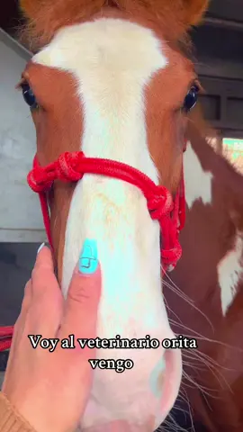 🥴😂😂#elmilagro🐎 areglando amilagro 🥰👌🏻