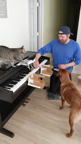 Cat and Dog Play Piano