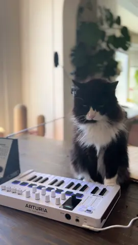 Theme Song Remix #catwave #darkwave #synth #arturia #catmusic #musician #fyp