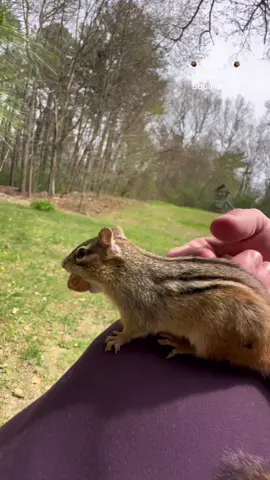 Chippy is my little buddy!😍🐿️❤️  #squirrelwhisperer #chipmunk #Chippy #aww #squirrelfriends #backyardwildlife #connectwithnature #melgsbackyard #melgsbackyardsquirreling 