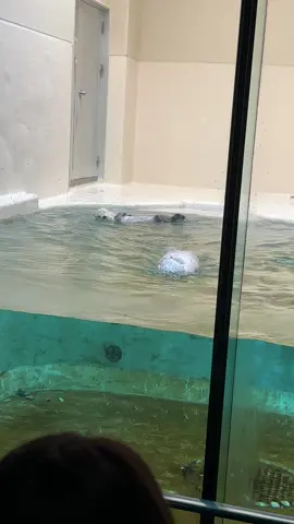 ラッコのメイちゃん＆キラちゃん🦦 偶然撮れたサブプール側からメインプールへ移動♫ 仲良く泳いで時々何か喋ってるみたいね😊 #ラッコ#鳥羽水族館#ラッコのメイちゃん#ラッコのキラちゃん#みんなの鳥羽水#sea_otter #seaotter #toba_aquarium #ラッ活
