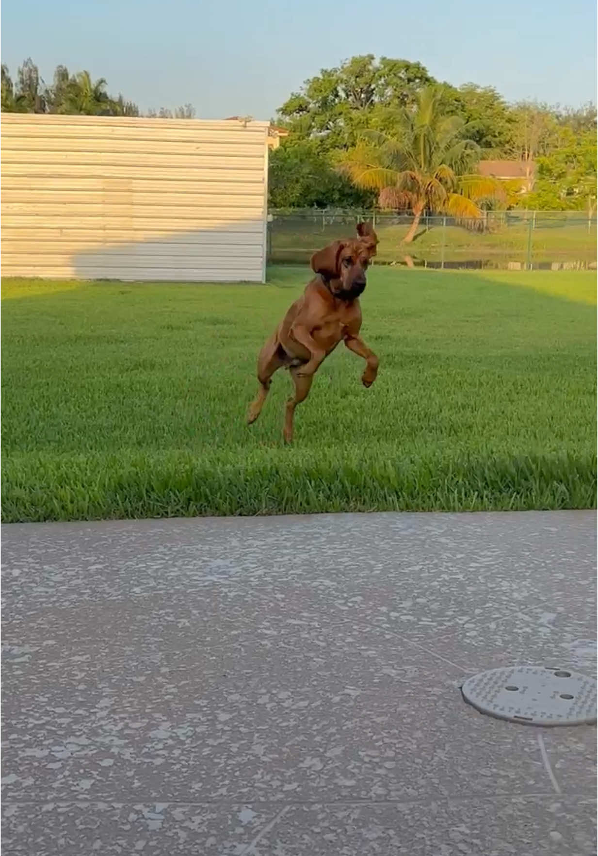 K9 Anthem vs dragonflies. The hops🥰#fyp #dog #dogfriends #bloodhound #workingdog #k9 #copsoftiktok 