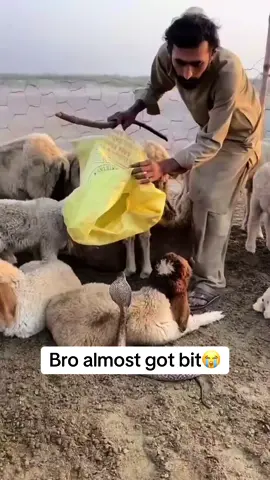 Send this to a friend 😭😭 #jumpscarevideo #cobra #funnyvideos 