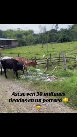 #fyp #foryou #parati #ganaderia🐂🐎 #girolando #girolandoleiteiro #girolandoplus #campocolombiano #asocebucolombia #ganaderos #colombia #gyr #gyrlechero🐄🐄 #agropecuario #finca 