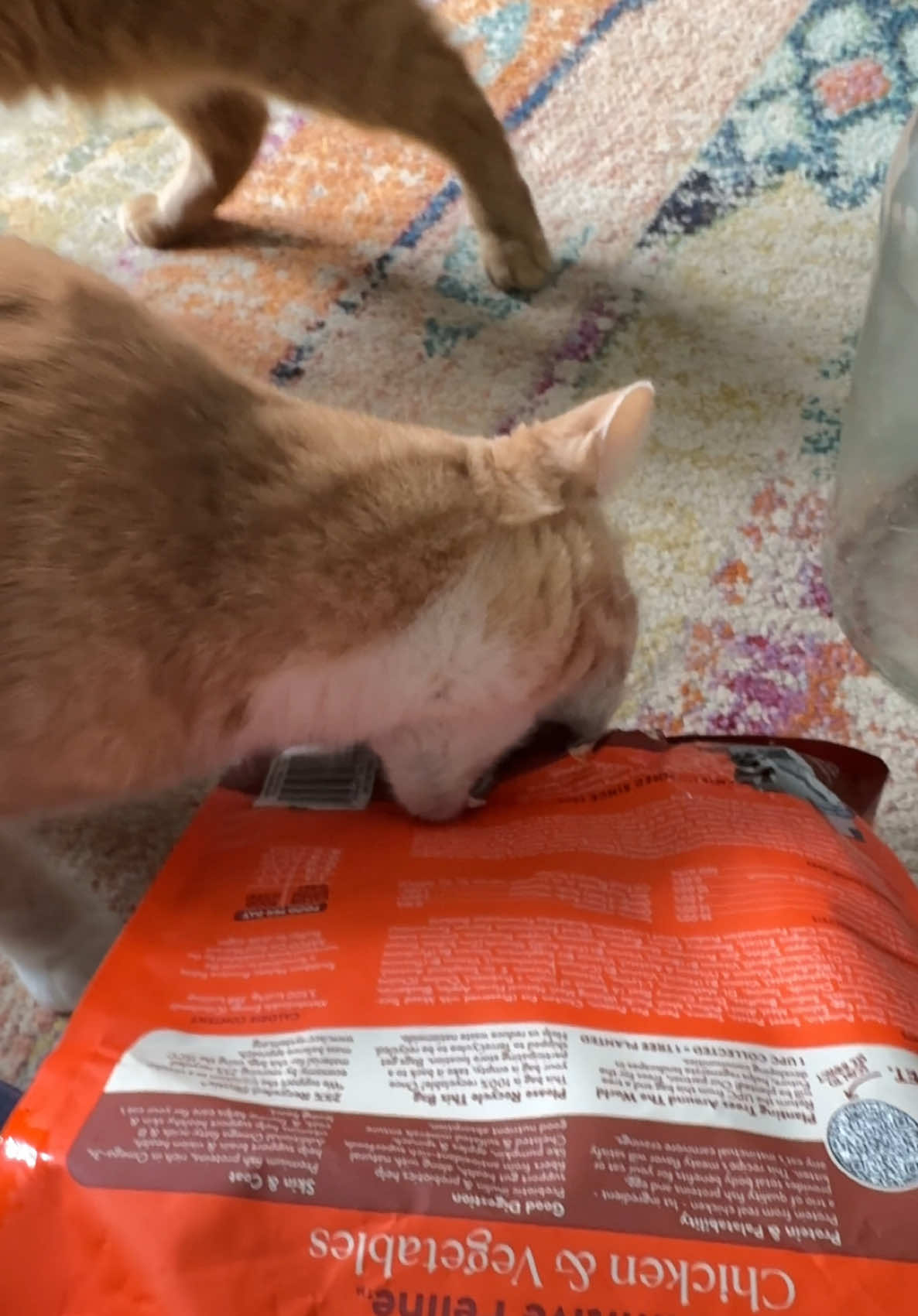 typical orange behavior 🐈