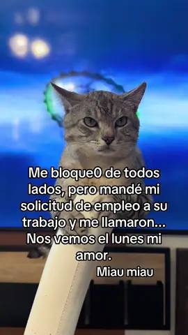 Gatito sabio #cat #catsoftiktok #catlover #pets #PetsOfTikTok #kitty #feline #paws #gato #gatitos #gatos 