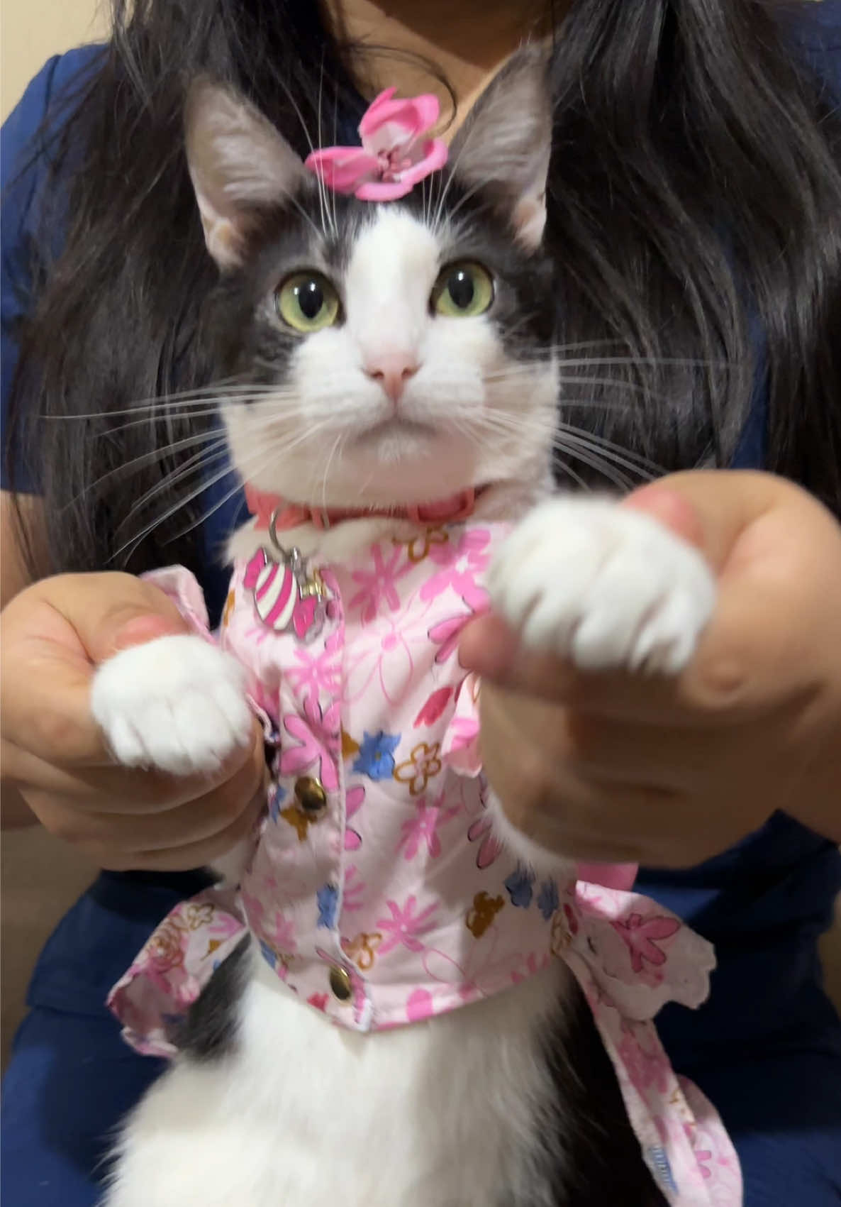 Feliz sábado michiamigos 🐈‍⬛✨ #catsoftiktok #gatosdetiktok #catdance #sommeryharukitty 
