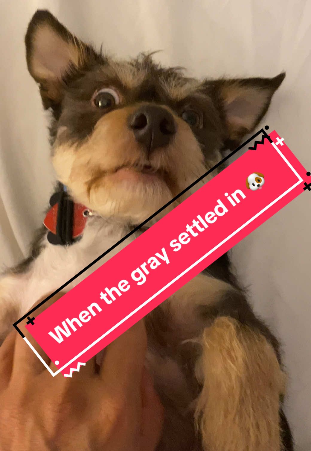 When the gray settles in 🐶 #dogsoftiktok #dog #fyp #doglover #petrified 