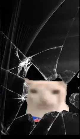 Fondo de Gato Comiendo Papas :D #fondodepantalla #fondosdepantalla #meme #momos 