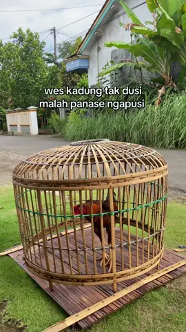 pernah ora lurr, ayam wis di dusi malah panase lunga #bangkok #ayam #mangon #pama #pakhoy #ayambangkoksuper #fyppppppppppppppppppppppp #4u 