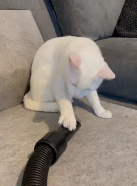 That kitten's curiosity meter is peaking right now! 🤣🤣🤣 #funnycat #funnypets #funnycatsoftiktok #funny #funnyvideos #cat 