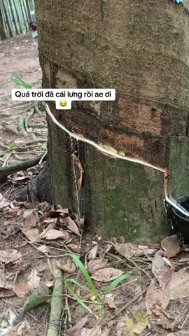 Đâu phải mún cầm tiền là dễ  #xuhuong #xuhuongtiktok #fyp #thanhxuan #61binhduong #xuhuong2025 #trending #caosu #caosuthiennhien #baclieu 