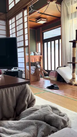 これだから猫はやめられない #猫#おもしろ動画#面白い猫#デブ猫#茶トラ#キジ白#シャム猫#多頭飼い#猫のいる生活#笑わせてくれてありがとう 