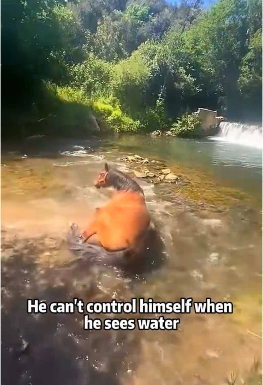 🐎Loves to play in the water. #horse  #horses  #horselovers  #horsesoftiktok  #funnyhorse  #fyp  #foryou  