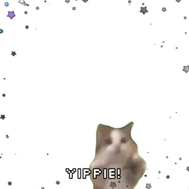 yippie!! #catsoftiktok #meme #funny #cute #fyp #catmeme 
