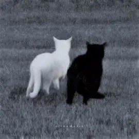 Cry // Cigarettes After S*x // Sally kim #cry #sallykim #cas #musicedits #fyp