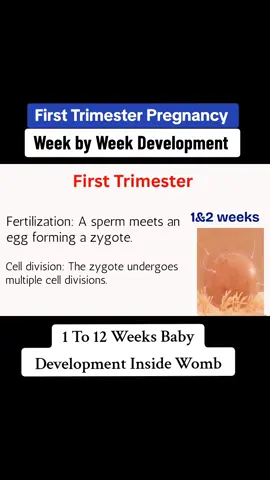 First trimester pregnancy development of baby week by week  #FirstTrimester  #FirstTrimesterPregnancy  #PregnancyWeekByWeek  #BabyDevelopment  #FetalDevelopment  #PregnancyMilestones  #WeekByWeekPregnancy  #PregnancySymptoms  #PregnancyTips  #PregnancyAdvice  #MomToBe  #PregnancyJourney  #babyonboard🤰🏼 