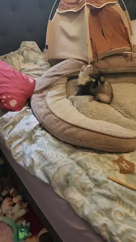 Chaos VVaffles Ducks Te and Cwumpets ✨️🧇💖🍞🥐💖🦆🐇 #ferrets #ferret #wholesome #duckbunny #vvaffles #cwumpet 