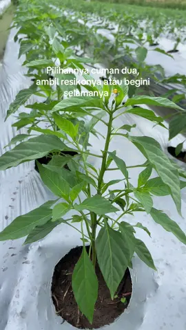 Umur 28 hst tanaman cabe Rawit #fyp #petaniindonesia🇮🇩🇮🇩🇮🇩🌿🌿 #petani #bisnismillenials #bisnisanakmuda #petanimudasukses #petanimudamilenial #fypシ゚ 