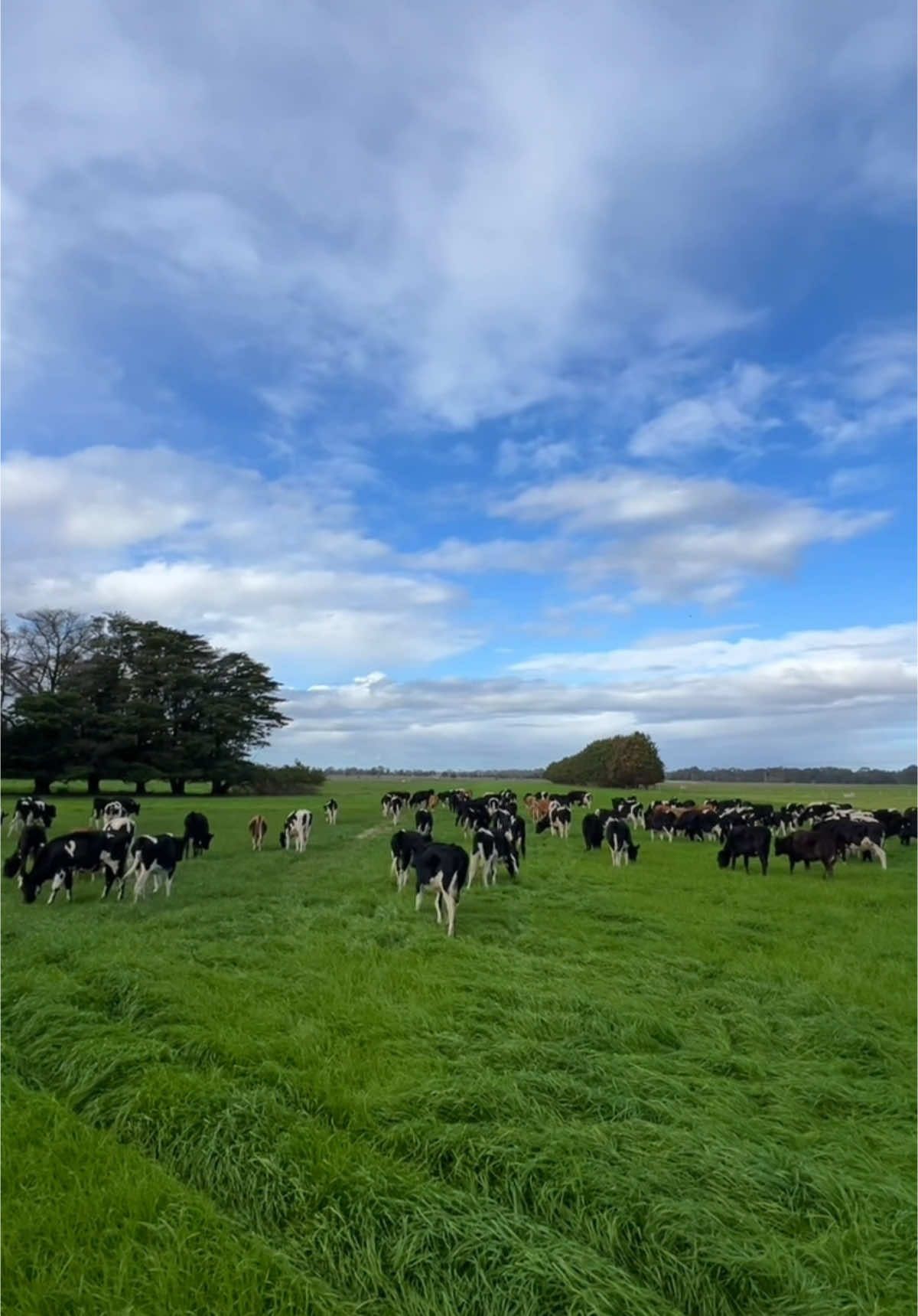 Waverly farm🐄 -Green grass grows💚 #australiadairyfarmer 🇦🇺 #pinoydairyfarmer 🇵🇭#fyp #gippslanddairy #ilovecows 