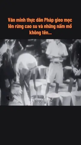 5 giờ sáng. Trời chưa sáng mắt đã mở, chân đã bước. Mỗi người “vinh dự” được cạo hơn 400 cây cao su — mỗi cây cách nhau cả 5, 6 mét, tính ra sương gió nuốt chừng 2,5 cây số mỗi buổi sáng. Chưa kể, đi đâu cũng có “người bạn đồng hành” — ông cai, ông sếp đi kè kè như hình với bóng. Mà cái bóng này không râm mát, chỉ có roi vụt và đạp giày đinh. Cạo không khéo, bị đánh. Cạo sai nhịp, bị đánh. Mủ chảy sai hướng, vẫn bị đánh. Một số người còn bị đánh tới không bao giờ dậy nữa. Cạo xong chưa được ngồi nghỉ. Mủ phải đi trút. Trút không khéo — mủ rơi đất, coi như toi công. Không những bị đánh, còn phải đền tiền. Hai thùng mủ nặng cỡ 40-50 ký, gánh trên vai, mặt thì nắng chang chang, lưng thì ướt đẫm như tắm mưa. Giao xong mủ đã 12 giờ trưa. Cơm trưa là gì? Mo cơm nguội với con cá khô nằm cong như đời người. Uống nước lã, rồi lại tất tả quay về sở. Làm tiếp. Từ trưa đến chiều, mỗi người phải “đắp khoán” một đoạn đê: dài 3 mét, rộng 0.7 mét, cao 0.4 mét. Đắp xong còn phải qua “kiểm định chất lượng”: sếp đi giày đinh nhảy nhót trên đó. Đê không lún mới được tính công. Tưởng làm thuê, hóa ra thi công trình quốc gia. Ngoài đám sếp thì trong rừng còn có những “ông chủ” khác: muỗi, vắt, kiến vàng, mòng, mối rừng, rắn độc. Đặc biệt muỗi đòn xóc – muỗi quý tộc – chuyên tặng sốt rét, sốt xong là tiễn người đi luôn. Năm 1929 ở Phú Riềng, 100% công nhân sốt rét, trong đó 6% không bao giờ tỉnh lại. Kiến vàng thì to như cọng rơm, đốt như ong đốt, đụng vào là đau tê tái. Mòng to như hạt thầu dầu, cắn đâu sâu quảng đó. Ở Đồng Nai, từ 1930–1935, có đến 55% công nhân mắc bệnh sâu quảng. Thuốc không có, bệnh nặng thì cưa tay, cưa chân. Mối rừng? Không đùa được. Cắn phát lên cơn sốt. Có người sốt mê man, nằm trong lô — sáng hôm sau chỉ còn… bộ xương trắng. Nhưng tất cả vẫn chưa là đỉnh. Cực nhất, chết người nhất, là phá rừng trồng cao su. Không áo, chỉ khố. Làm việc giữa roi vọt và những nhát búa, nhát rắn, nhát ong. Nhiều người chết vì rắn chàm quạp. Sống sót thì cũng chi chít sẹo từ gai, từ đòn, từ cả số phận. Cao su chảy ra trắng — nhưng nó đã từng đỏ. Rất đỏ. #trending #lichsu #nguoikesu #History #viralvideo #cnxh #sucmanhquansu #theodonglichsu #viral #chunghiaxahoi #camxuclichsu#vietnamhungcuong 