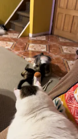 Toffee y Cindy (mamá Melek supervisando) #hermanas #gatas #pelea #mortalkombat #kitten #chile 