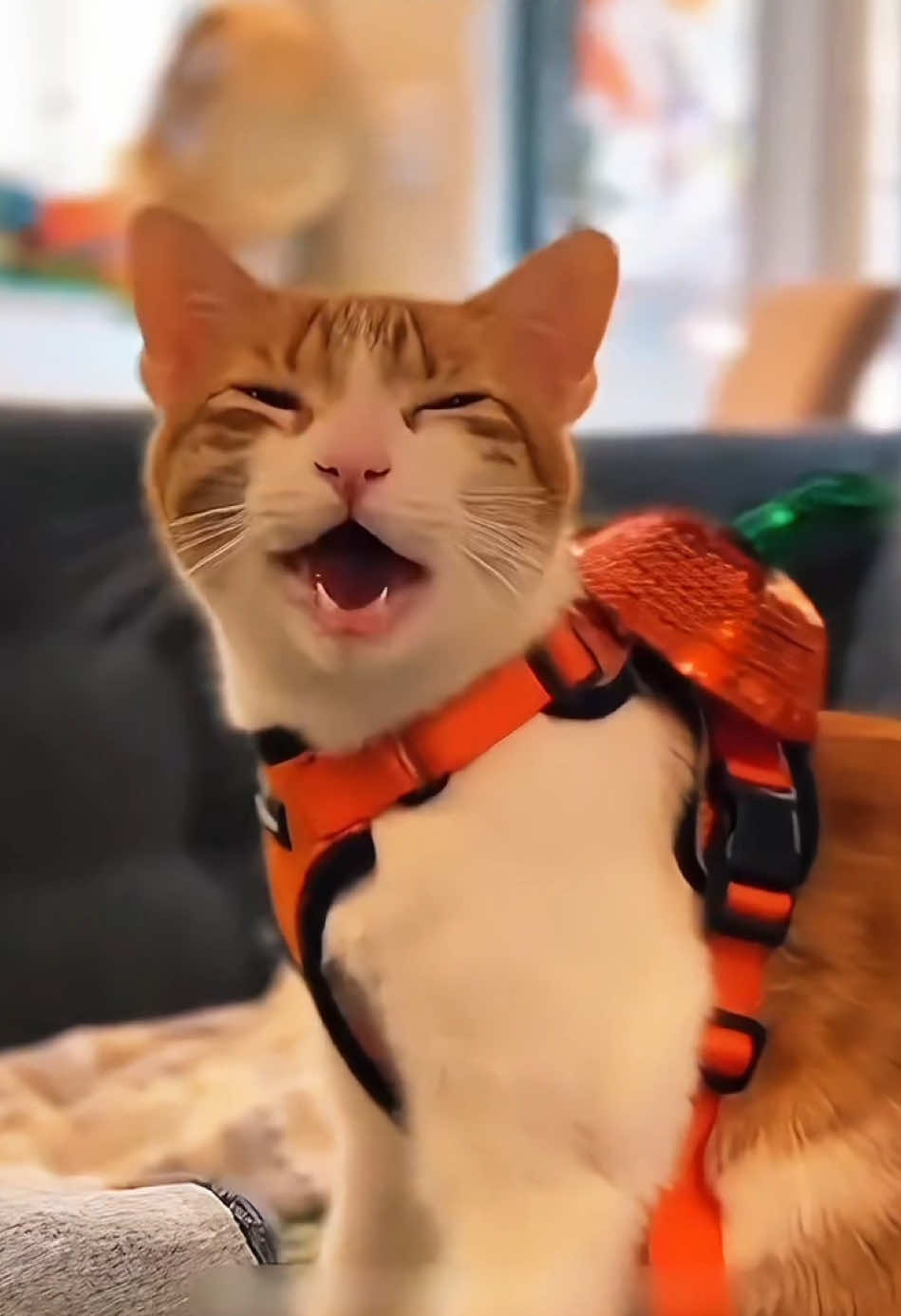 Cats can understand English 🐈🤣#cat #funny #omg #happy #hahaha #funnytiktok 