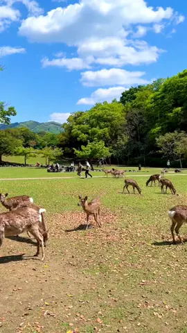 #CapCut Công viên Nara #Nara #nhậtbản🇯🇵 thích bãi cỏ xanh 🥰