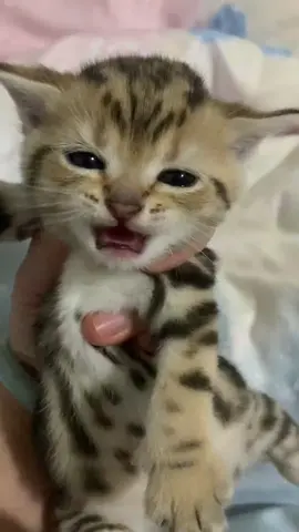 #fyp ##funnyvideo #cat #catsoftiktok 