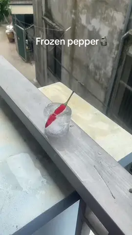Frozen pepper🗿