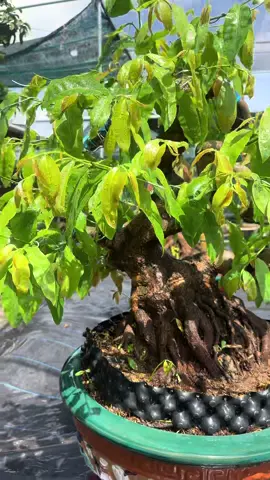 Góc nhỏ đam mê🥰#maivangmientay #xuhuongtiktok #maivangbonsai 