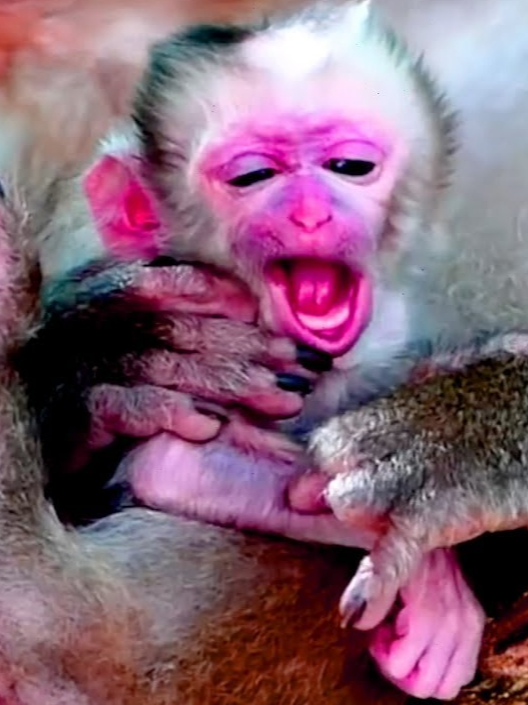 Old Pigtail Monkey Over 10 Years Old Just Gives Newborn Baby With Full Care #monkeys #babymonkey #cutemonkey #animalshelter #animals #wildlife #wildanimals #wildmonkey #welovemonkeys