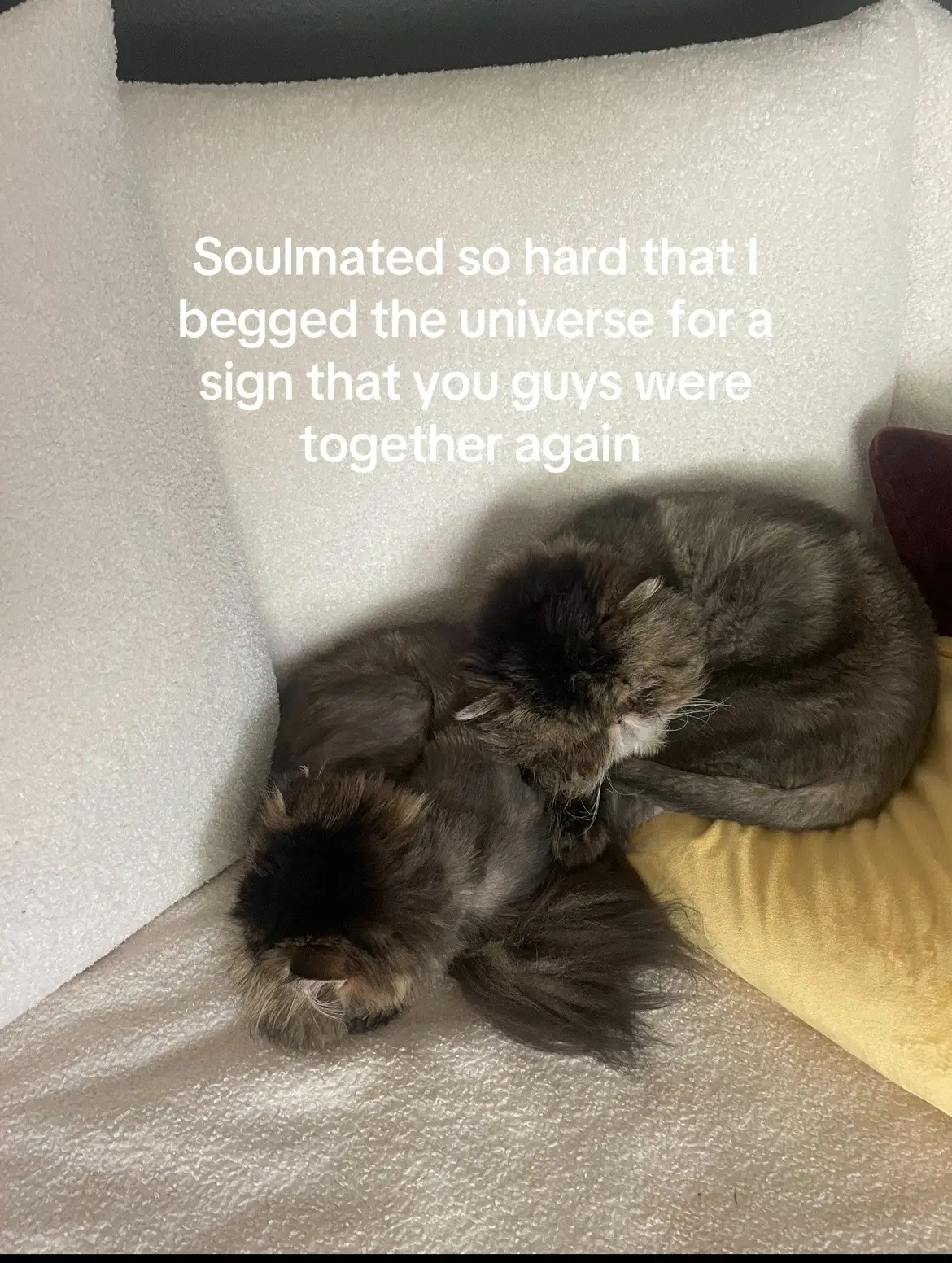 I miss you guys every single day ❤️ #petgrief #petloss #fyp 