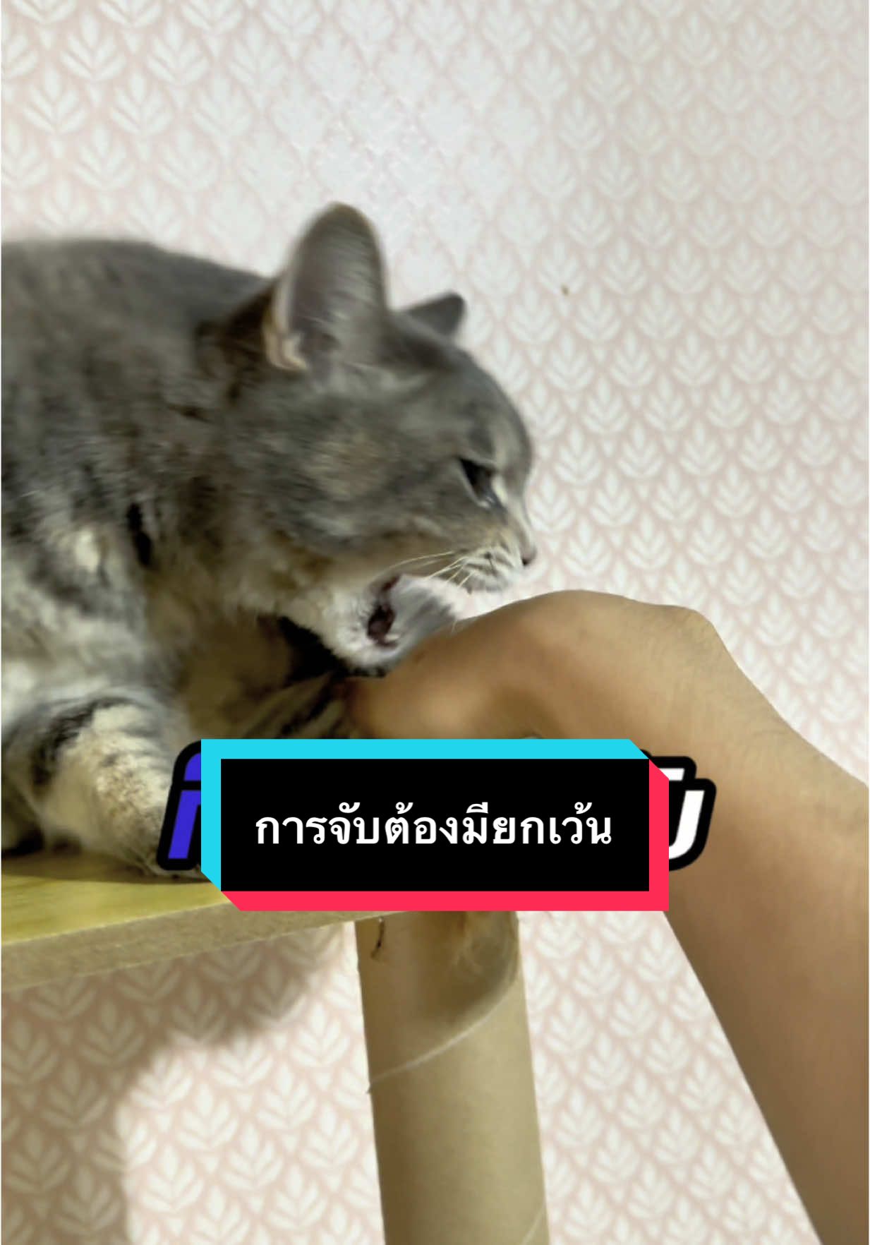 การจับต้องมียกเว้น #ลาเต้แมวนักหยุม #คาปูด้วงขนที่พกหมอนรองคอมาด้วย #มอคค่าแมวอ้อน #สวนสัตว์tiktok #สัตว์เลี้ยงแสนรัก #cat 