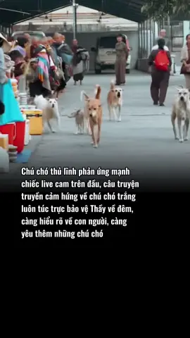 Chú chó trắng luôn trong tinh thần phản ứng mạnh với những thứ tiếp cận tăng đoàn #thayminhtue #thichminhtue #thaythichminhtue #xuhuong #phatphapnhiemmau #minhtue #xuhuongtiktok #thầyminhtuệ #chuchotrang 